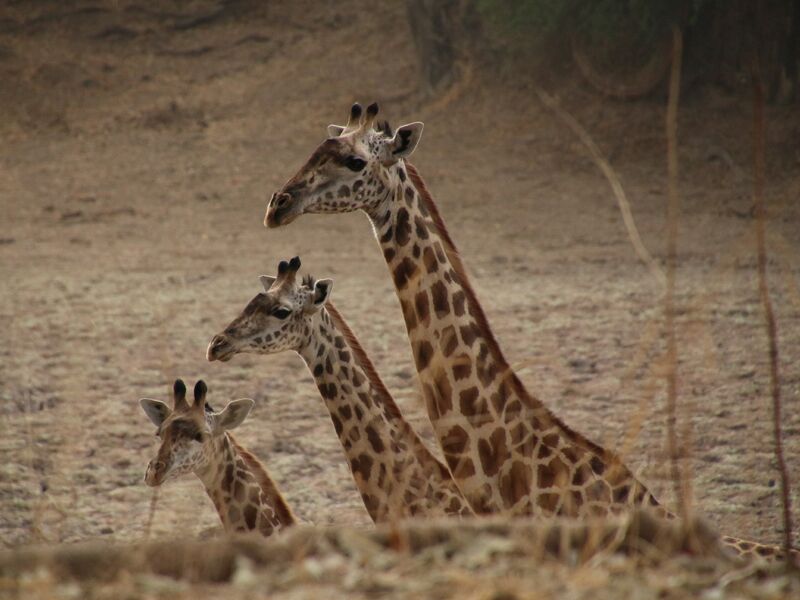 In Zambia kann man Giraffen auf Safari beobachten