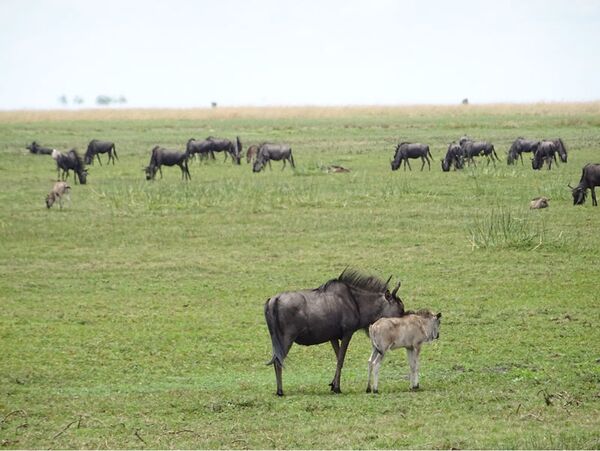 Gnu mit Baby inmitten ihrer Herde während der Migration im Liuwa Plains Nationalpark in Sambia