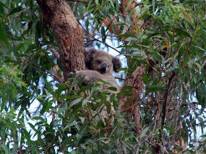 Ein schlafender Koala im Eukalyptusbaum in Australien.