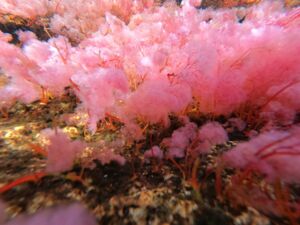 Diese oft rosa erscheinende, endemische Pflanze ist für das Farbenspiel am Caño Cristales zwischen Juli und November verantwortlich