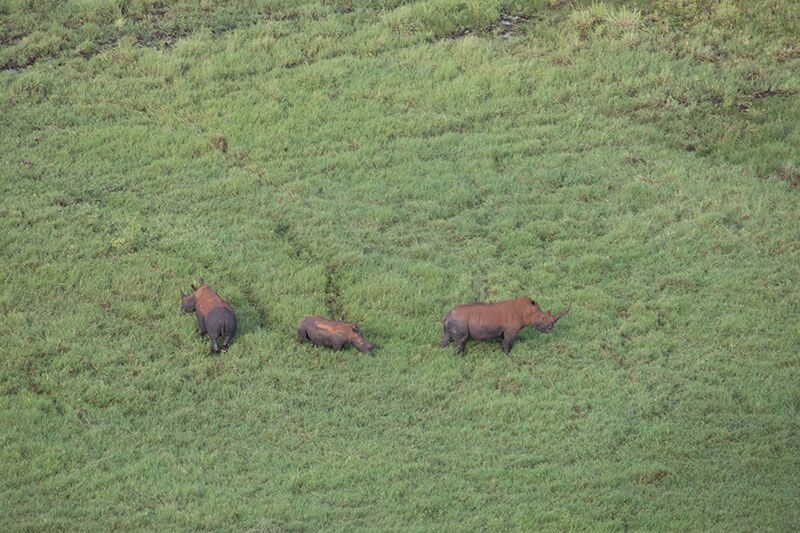 Dank des Schutzgebietes für Nashörner im Meru Nationalpark in Kenia sind die Dickhäuter dort anzutreffen.