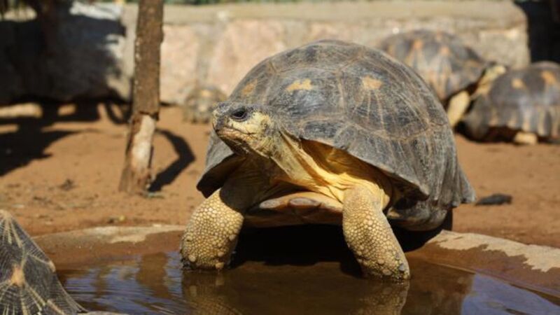 Die gefährdeten Strahlenschildkröten von Madagskar können in der Auffangstation wieder zu Kräften kommen.