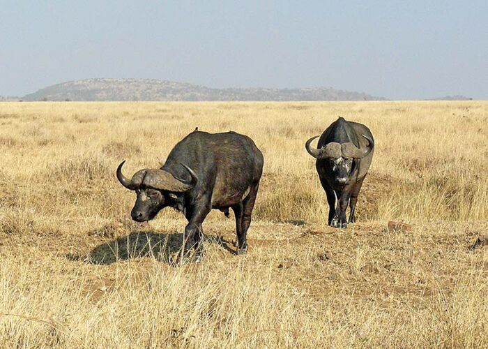 Afrikanische Büffel gehören zu den Big Five