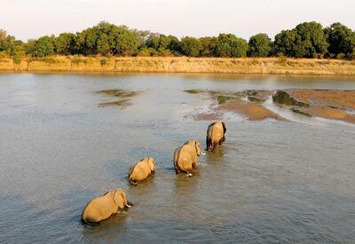 Auf der Simbabwe-Safari begegnen wir im Mana Pools NP vielen Elefanten, Zebras und Büffeln