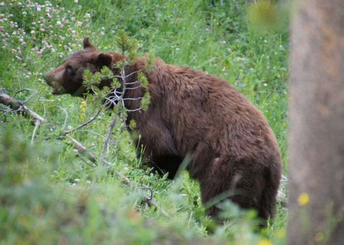 Im Yellowstone Nationalpark beobachten wir einen Grizzly