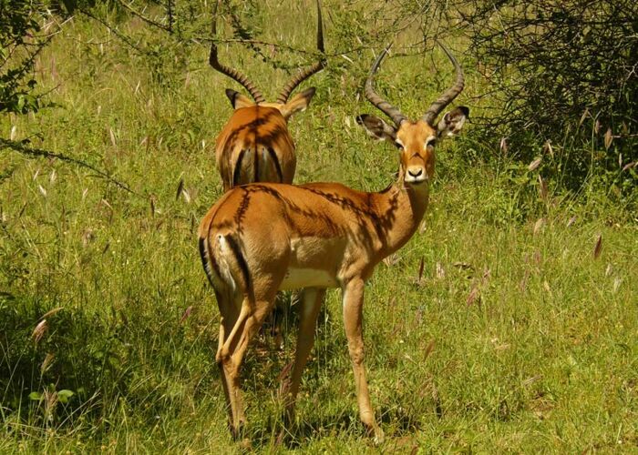 Bei der geführten Fußpirsch im Tarangire NP beobachten wir Impala-Herden