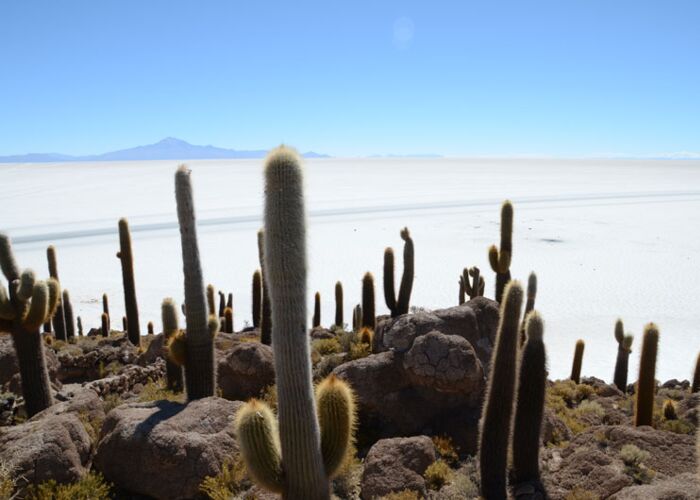 Wanderung auf der Kakteeninsel Isla Incahuasi auf dem Salzsee Uyuni