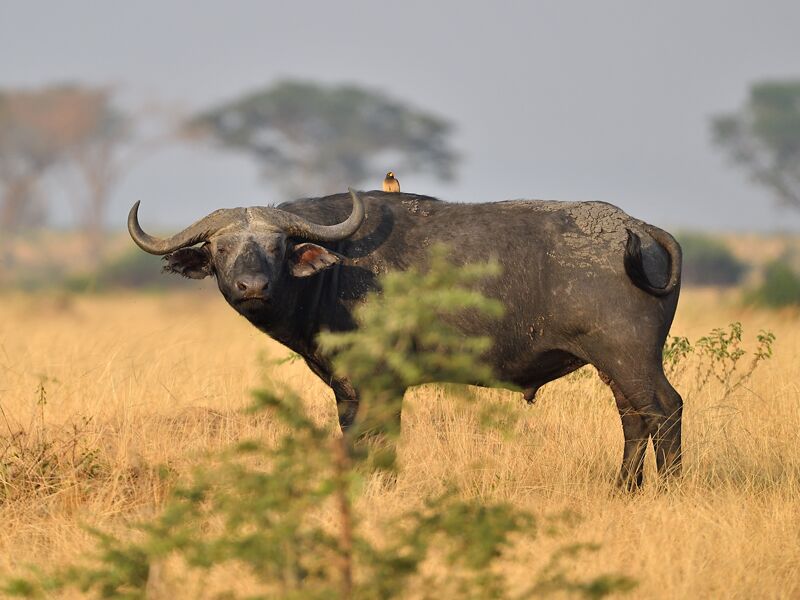 Der Kafferbüffel gehört zu den Big Five in Afrika und ist eines der bekannten Safari-Tiere