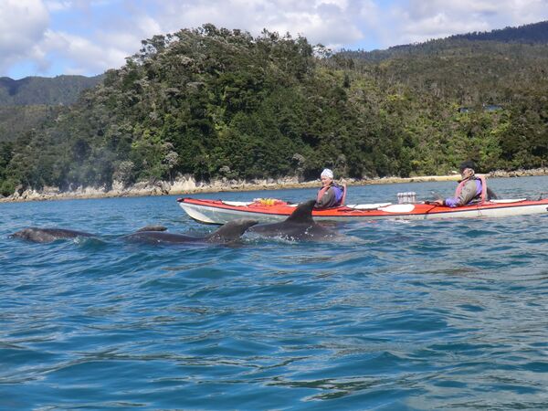 Die Delfine so nah vom Kajak aus zu beobachten ist ein Highlight in Kaikoura