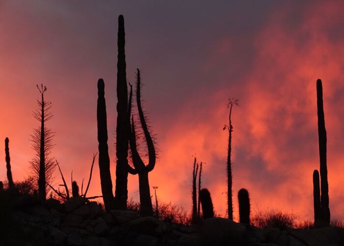 Sonnenuntergang bei der Campingreise die Silhouetten der großen Cardon Kakteen