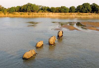 Auf der Zimbabwe-Safari begegnen wir im Mana Pools NP vielen Elefanten, Zebras und Büffeln