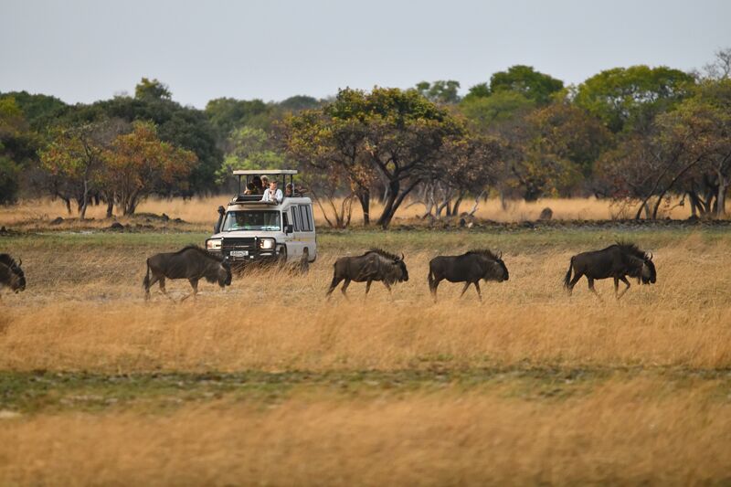 Beobachtung der Gnuherden bei der Allradsafari im Liuwa Plain