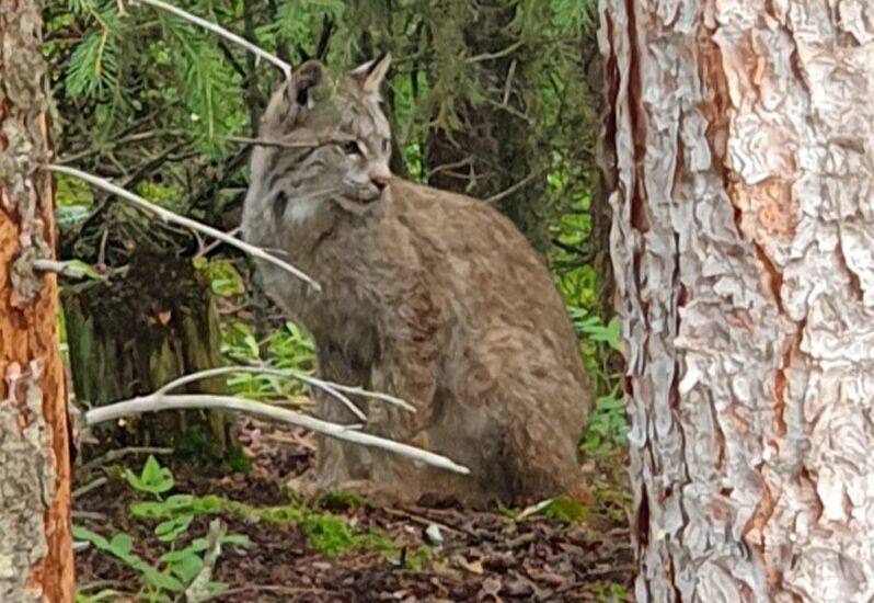 Auf der Suche nach Bären am Kenai River konnten wir überraschenderweise einen Luchs beobachten.