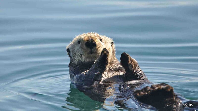 Neben unzähligen Vögeln konnten wir auch Seeotter mit ihren Jungen in einer Bucht beobachten.