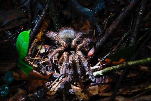 Die Goliath Vogelspinne gilt als die größte Vogelspinne der Welt und lebt in Guyana