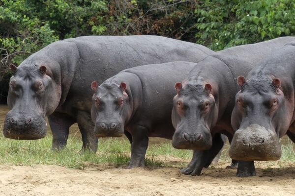 Bei der Pirsch durch den Murchison Falls Nationalpark begegnen wir großen Nilpferdherden