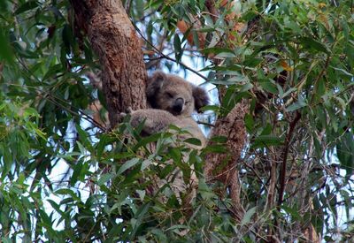 Ein schlafender Koala im Eukalyptusbaum in Australien.
