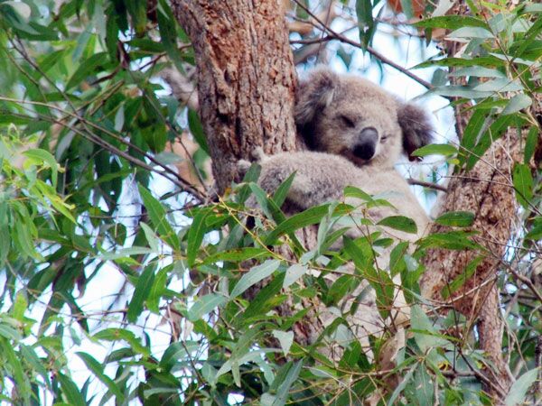 Ein Highlight einer jeden Australienreise ist die Beobachtung von freilebenden Koalas
