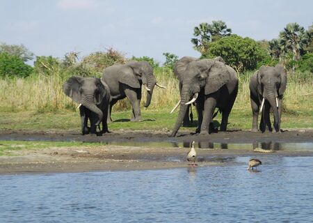 Auf Safari im Liwonde Nationalpark beobachten wir Elefanten