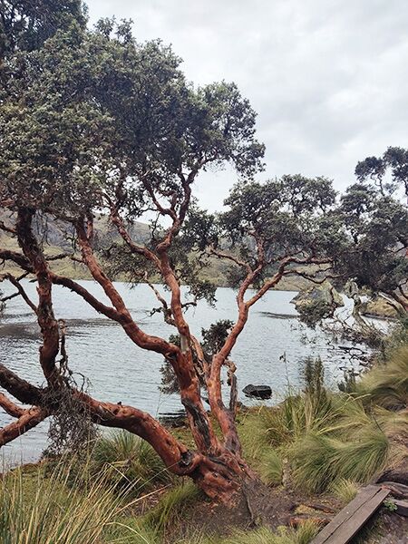 Einer der wenigen übrigen Papierbäume am Ufer einer Lagune im Cajas Nationalpark.