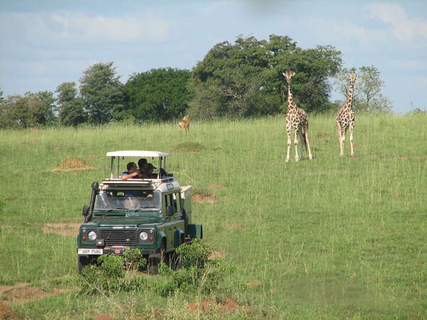 Giraffen kreuzen den Weg im Queen Elizabeth Nationalpark