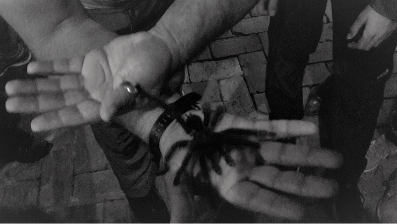 Wann hat man schonmal die Gelegenheit, eine Tarantel in die Hand zu nehmen?