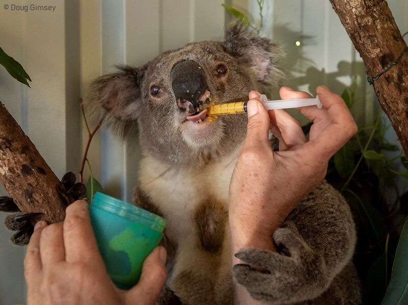 Buschfeuer und Überschwemmungen sind ebenfalls ein Grund für starke Abnahme des Koalabestandes in Australien.