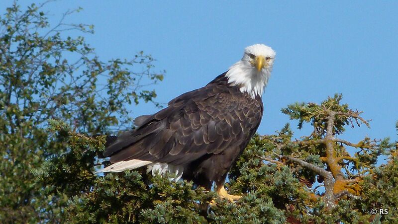 Im bis zu 10 m hohen Sitka Tree sahen wir einen Weißkopfseeadler sitzen.