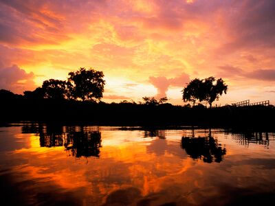 Besonders am Abend wird es laut in der Natur Surinames