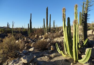 Greisenhaupt- und Cardonkakteen vor Felsen in der Nähe von Catavina