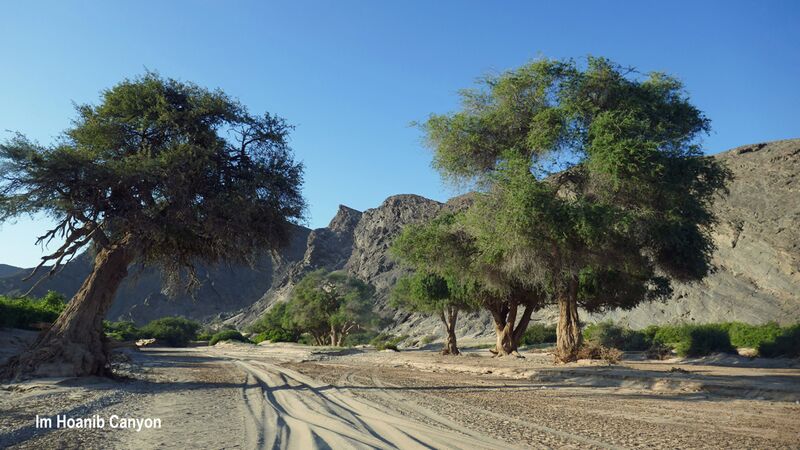 Wir durchqueren den Hoanib Canyon über Sandstraßen und erleben die Natur hautnah