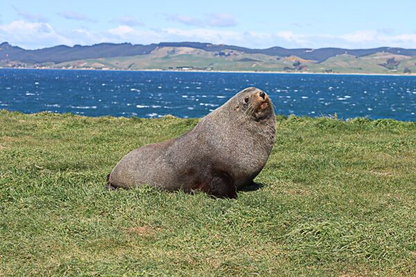 Ein Seebär genießt scheinbar das Posieren vor unserer Kamera in Kaikōura in Neuseeland