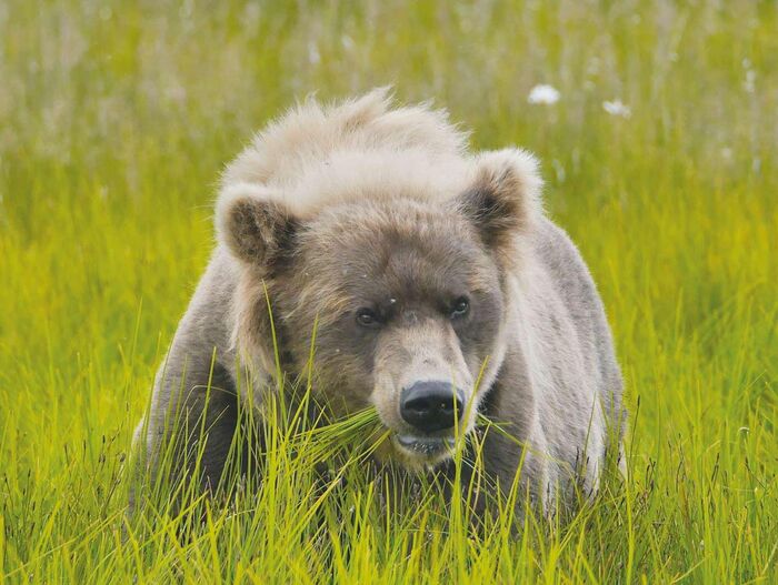 Ein Grizzlybär in Alaska steht bis zum Bauch in Gras und frisst es.