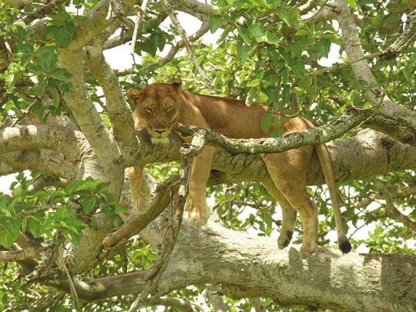 Die Baumlöwen von Ishasha gehören zur Safari durch den Queen Elizabeth Nationalpark