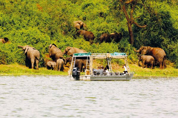 Elefantenbeobachtung bei der geführten Bootstour im Queen Elizabeth NP