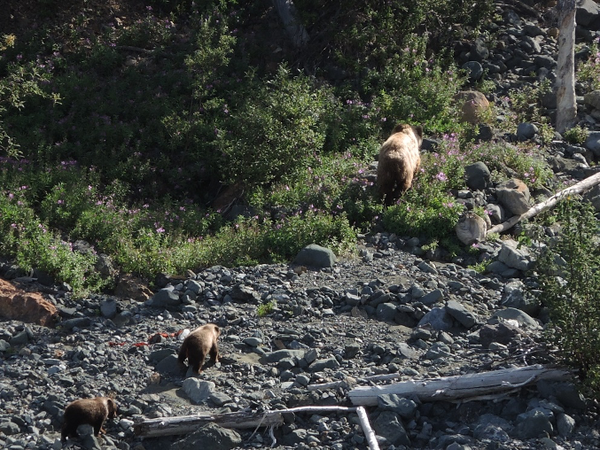 Beobachtung von Grizzlys im Kluane Nationalpark