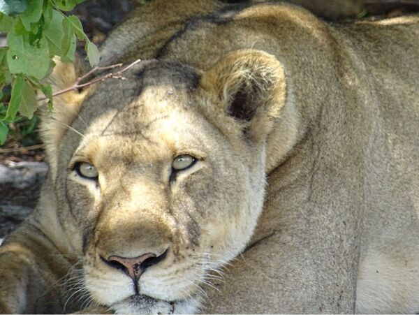 Großaufnahme einer Löwin im Liuwa Plains Nationalpark in Sambia