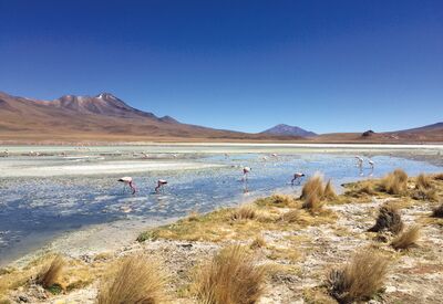 Bei der Fahrt über die Altiplano-Hochebene beobachten wir Flamingos