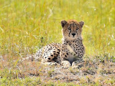 Beobachtungsmöglichkeiten Geparden in Tanzania