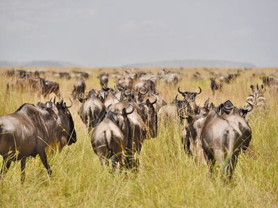 Die beste Reisezeit für die Great Migration ist von Dezember bis März