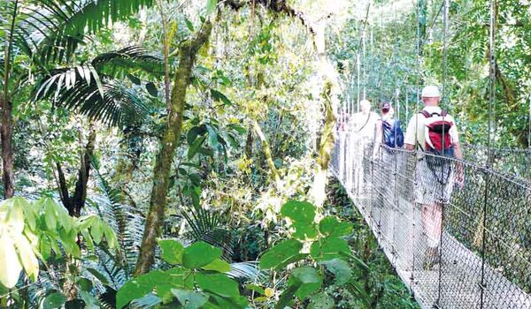 Nahe des Arenal Vulkans führt eine Wanderung über Hängebrücken durch den Regenwald