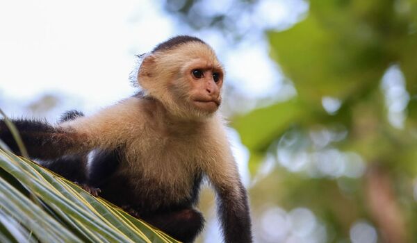 In den Nationalparks von Costa Rica kann man Kapuzineräffchen beobachten