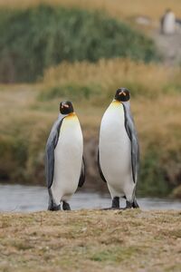 Zwei stehende Königspinguine in Feuerland schauen direkt in die Kamera