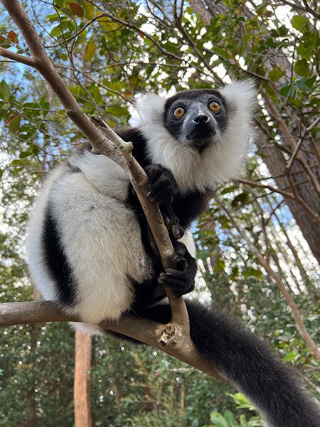 Ein Lemur beobachtet uns von einem Ast aus.