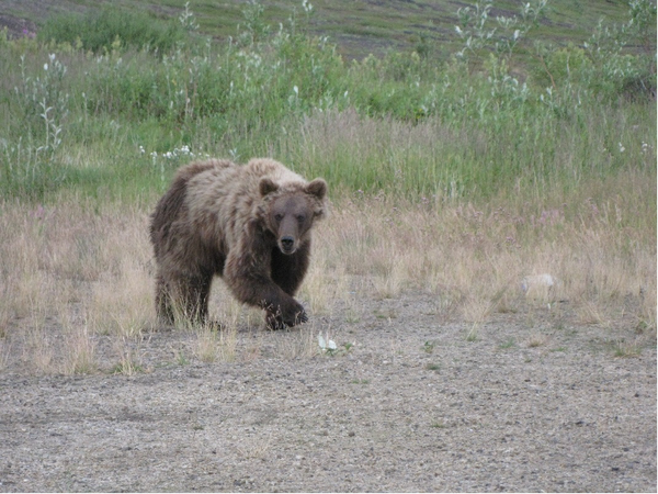 Im Kluane begegnen wir einem großen Grizzly mit Vorsicht