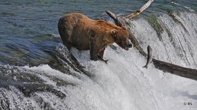 Lachse versuchen, über die Schwelle am Brooks River zu springen.