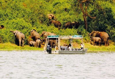 Elefantenbeobachtung bei der geführten Bootstour im Queen Elizabeth NP