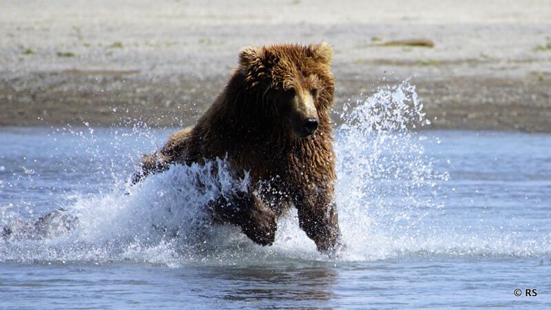 Im Lake Clark Nationalpark beobachteten wir unzählige Bären bei der Fischjagd.