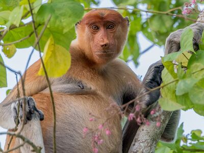 Die Nasenaffen leben in den Regenwäldern und Magrovenwäldern und kommen ausschließlich in Borneo vor