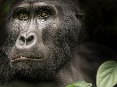 Die Begegnung mit Berggorillas ist das Highlight einer Uganda Reise